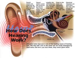 hearing diagram