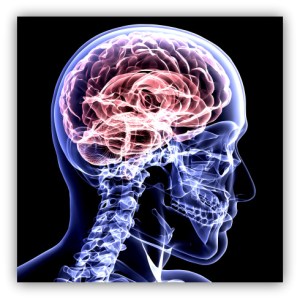 Skeleton X-Ray - Brain 1