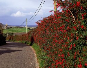 fuschia hedge in Donegal