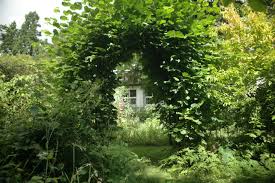 garden arch of bushes