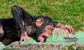 chimp drinking