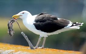 seagull with mouse
