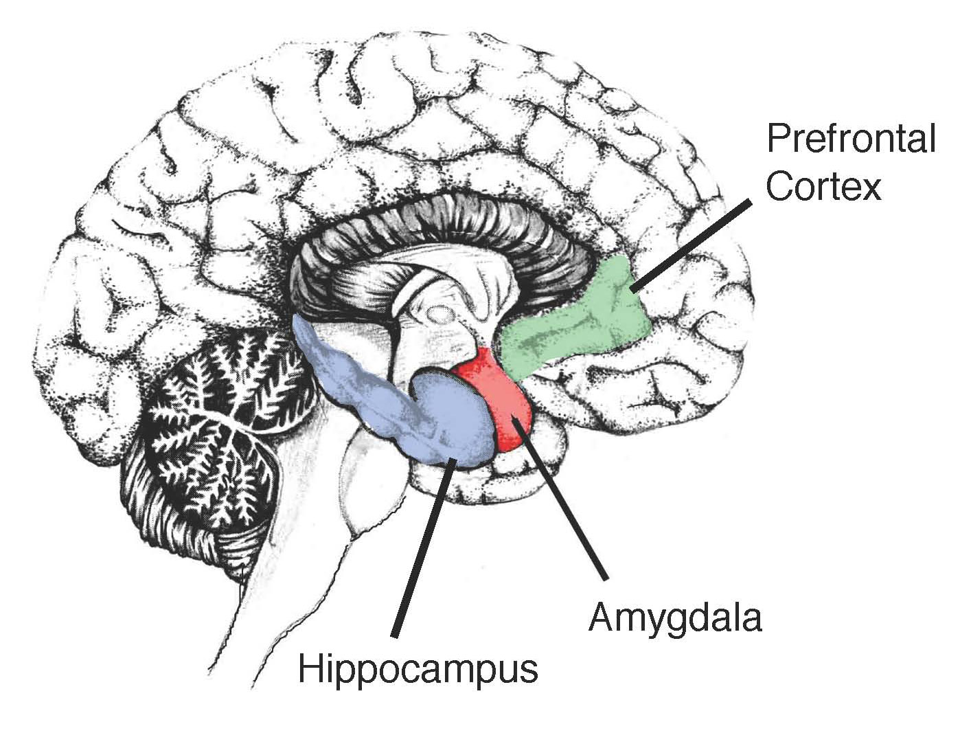 Image-showing-the-Hippocampus-in-the-human-brain