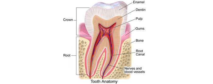tooth diagram